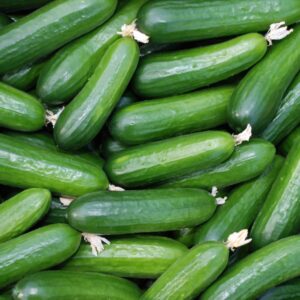 بذور وتقاوي الخيار